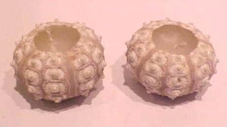 Image of recalled Sea Urchin Shell candle