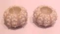 Image of recalled Sea Urchin Shell candle